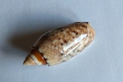 Oliva mantichera