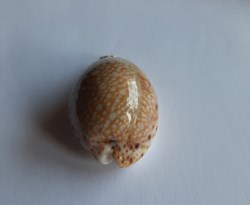 Cypraea lamarckii lamarckii