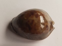 Trona stercoraria cameroonica