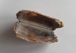 Arca noae