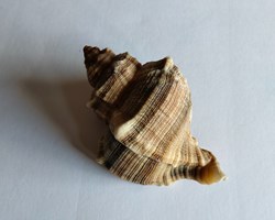 hexaplex trunculus con opérculo