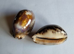 Mauritia eglantina violet