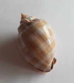 Phalium bandatum