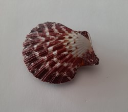 Gloripallum Pallum