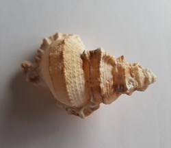 Bursa tutufa oyamai