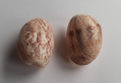 Bulla ampulla