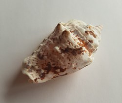 Strombus lentiginous