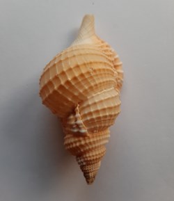 Distorsio Reticularis