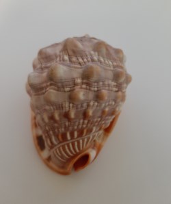 Cypraecassis Rufa