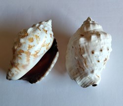 Lentigo pipus