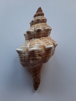 Pleuroploca Trapezium