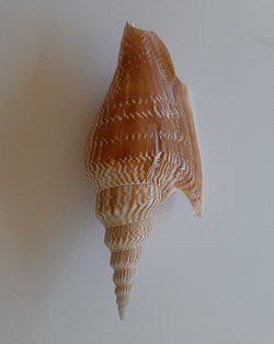 Mirabilistrombus listeri