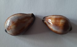 Cypraea Onix