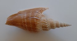 Mirabilistrombus Listeri