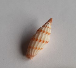 Vexilium sanguisugum
