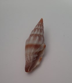 Vexilium Rugosum