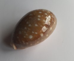 Lyncina vitelus