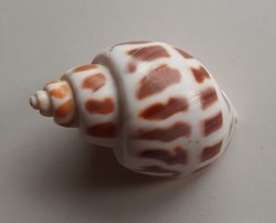 Babylonia areolata