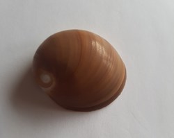 Polinices albumen