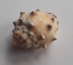Drupa orange