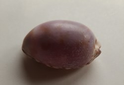 Cypraea maculifera