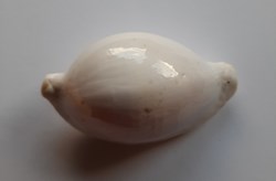 Ovula Ovum