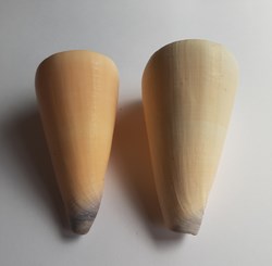 Conus virgo