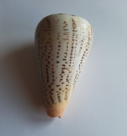 Conus suratensis
