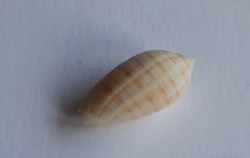 Pterygia undulosa