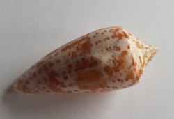 Conus lynceus