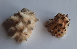 Drupa ricinus arachnoides