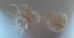 Angaria Delphinus