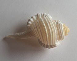 cymatium gutturnium