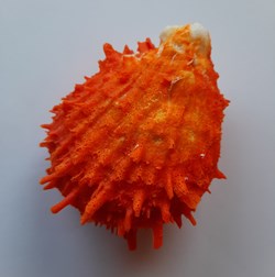 Spondylus gaederopus