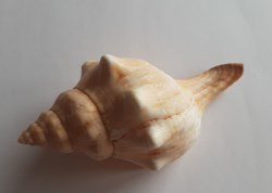 Fasciolaria trapezium
