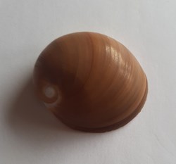 Polinices albumen