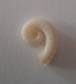 Spirula Spirula