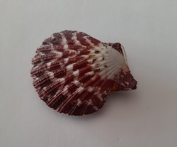 Gloripallum Pallum