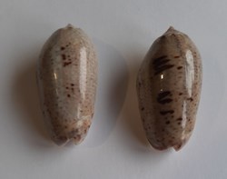 Oliva incrassata
