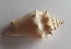 Strombus alatus