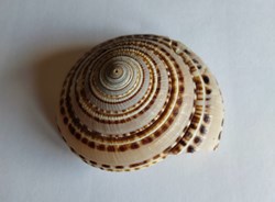 Architectonica trochelaris