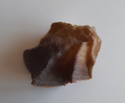 Lopha Cristagalli