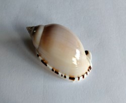 Casmaria erinaceus