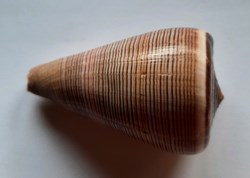 Conus Figulinus
