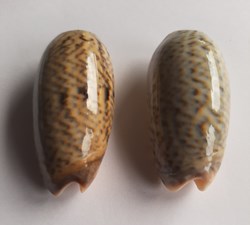 Oliva elegans