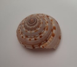 Architectonica Nobilis