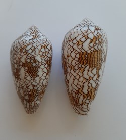 Conus textile