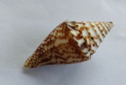 Conus Australis