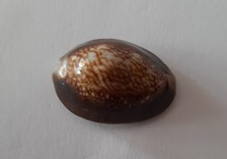 Cypraea Caputserpentis