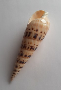 Terebra maculata